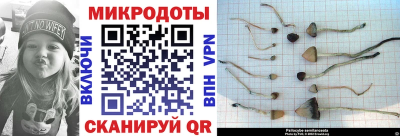 Галлюциногенные грибы Psilocybine cubensis Ярцево